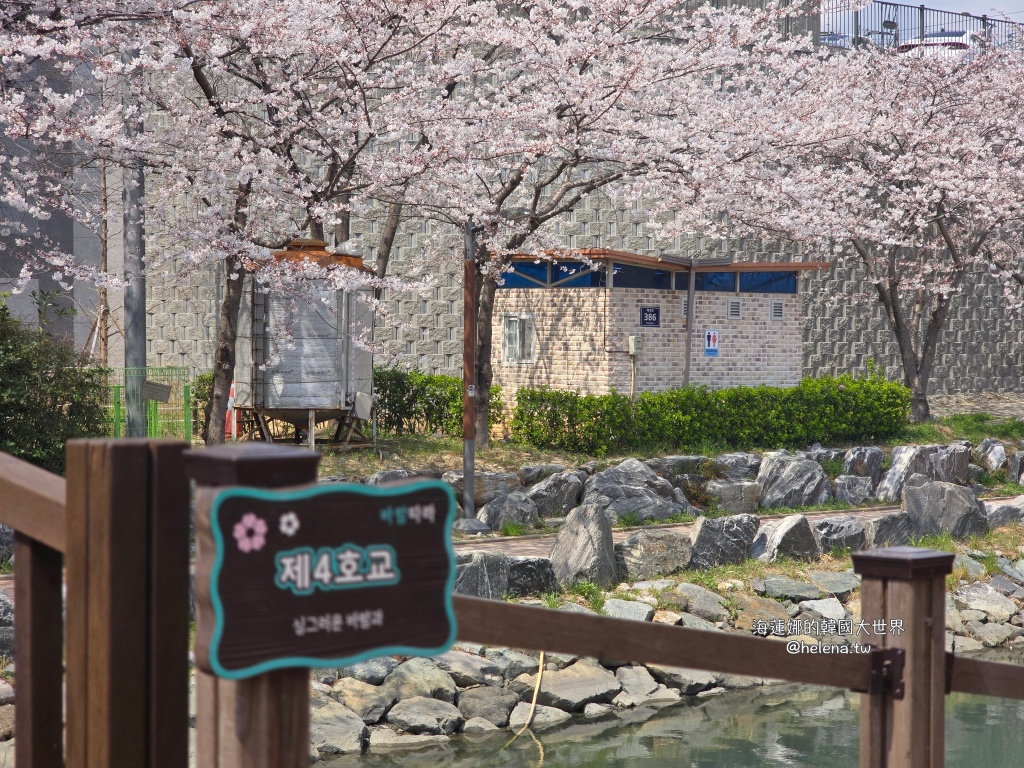 櫻花,釜山,釜山旅行,釜山旅遊,釜山櫻花,釜山自由行,釜山賞櫻,釜山賞櫻住宿,釜山賞櫻攻略,釜山賞櫻時間,釜山賞櫻月份,釜山賞櫻秘境,釜山賞櫻花,釜山遊／宿,釜山鎮海櫻花,韓國,韓國旅行,韓國旅遊,韓國綜合,韓國自由行,韓國賞櫻花 @Helena's Blog