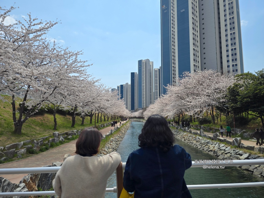 櫻花,釜山,釜山旅行,釜山旅遊,釜山櫻花,釜山自由行,釜山賞櫻,釜山賞櫻住宿,釜山賞櫻攻略,釜山賞櫻時間,釜山賞櫻月份,釜山賞櫻秘境,釜山賞櫻花,釜山遊／宿,釜山鎮海櫻花,韓國,韓國旅行,韓國旅遊,韓國綜合,韓國自由行,韓國賞櫻花 @Helena's Blog