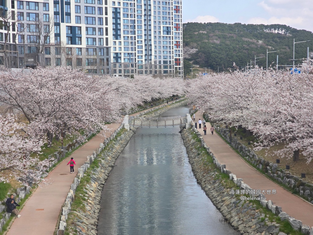 櫻花,釜山,釜山旅行,釜山旅遊,釜山櫻花,釜山自由行,釜山賞櫻,釜山賞櫻住宿,釜山賞櫻攻略,釜山賞櫻時間,釜山賞櫻月份,釜山賞櫻秘境,釜山賞櫻花,釜山遊／宿,釜山鎮海櫻花,韓國,韓國旅行,韓國旅遊,韓國綜合,韓國自由行,韓國賞櫻花 @Helena's Blog