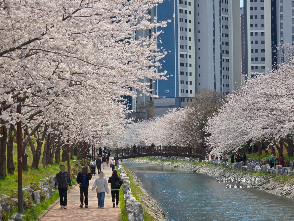 櫻花,釜山,釜山旅行,釜山旅遊,釜山櫻花,釜山自由行,釜山賞櫻,釜山賞櫻住宿,釜山賞櫻攻略,釜山賞櫻時間,釜山賞櫻月份,釜山賞櫻秘境,釜山賞櫻花,釜山遊／宿,釜山鎮海櫻花,韓國,韓國旅行,韓國旅遊,韓國綜合,韓國自由行,韓國賞櫻花 @Helena's Blog