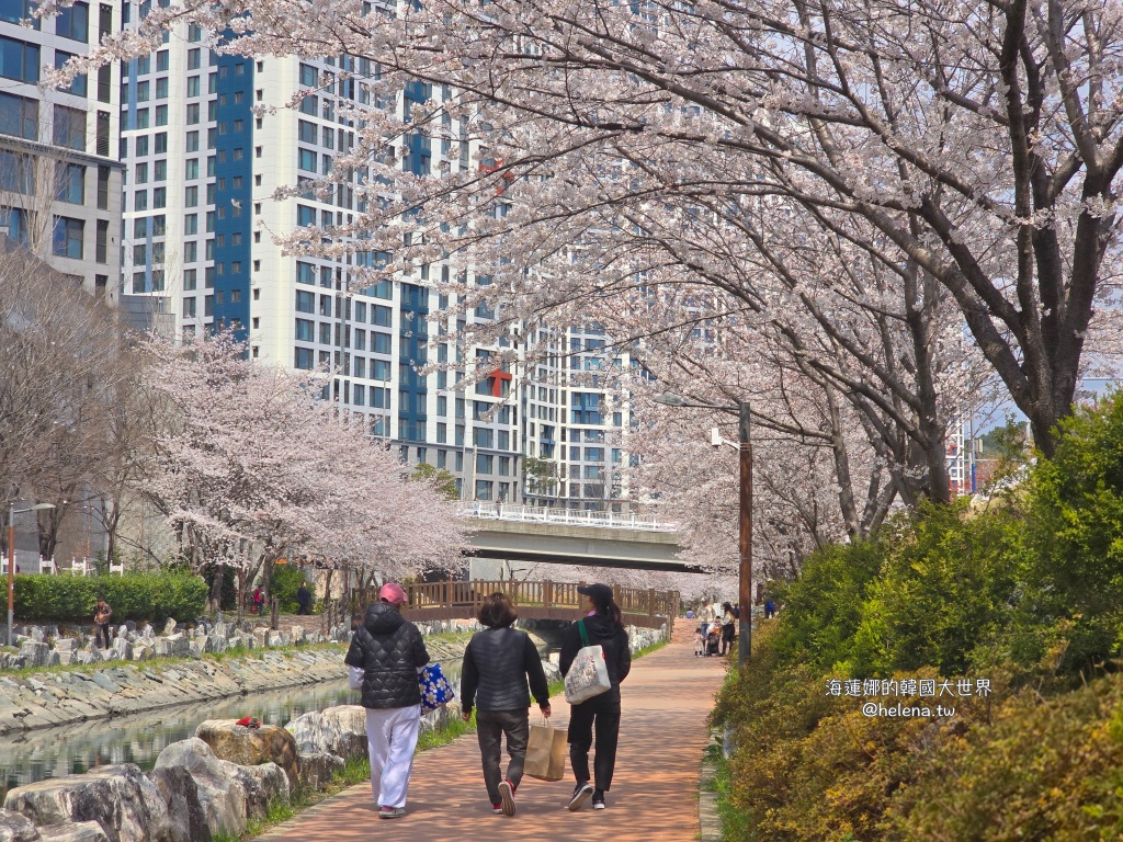 櫻花,釜山,釜山旅行,釜山旅遊,釜山櫻花,釜山自由行,釜山賞櫻,釜山賞櫻住宿,釜山賞櫻攻略,釜山賞櫻時間,釜山賞櫻月份,釜山賞櫻秘境,釜山賞櫻花,釜山遊／宿,釜山鎮海櫻花,韓國,韓國旅行,韓國旅遊,韓國綜合,韓國自由行,韓國賞櫻花 @Helena's Blog