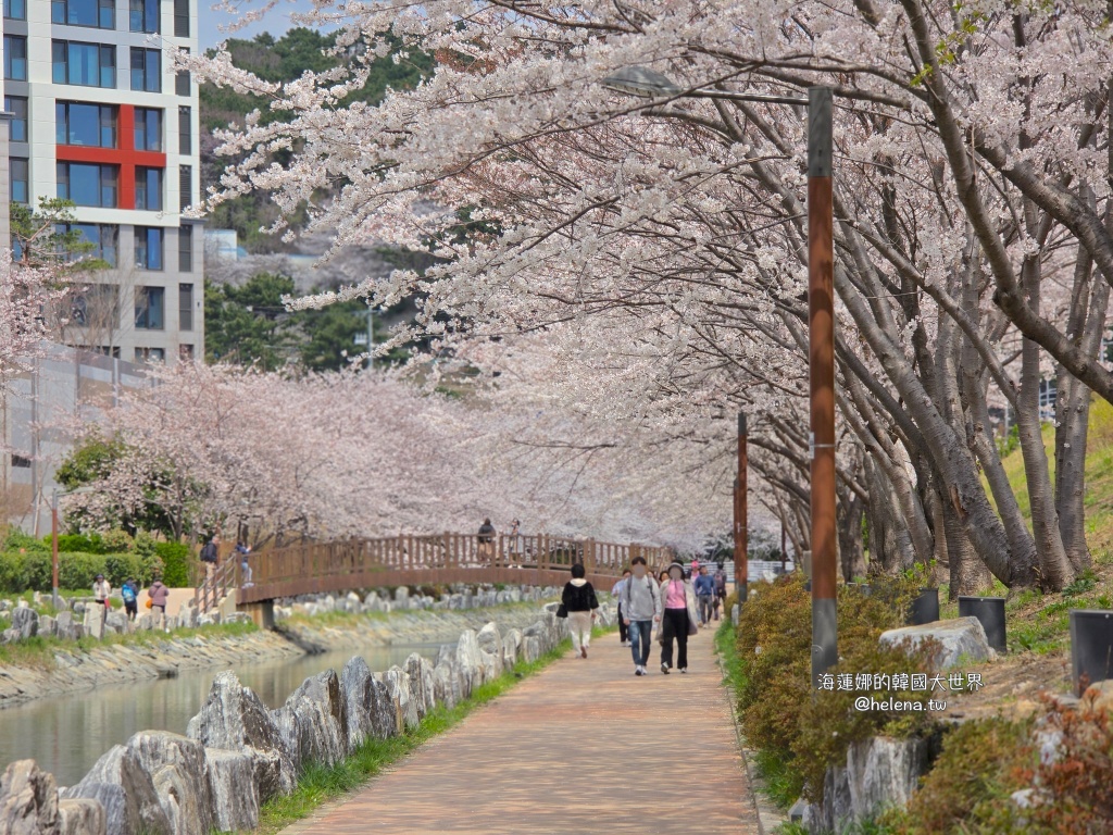 櫻花,釜山,釜山旅行,釜山旅遊,釜山櫻花,釜山自由行,釜山賞櫻,釜山賞櫻住宿,釜山賞櫻攻略,釜山賞櫻時間,釜山賞櫻月份,釜山賞櫻秘境,釜山賞櫻花,釜山遊／宿,釜山鎮海櫻花,韓國,韓國旅行,韓國旅遊,韓國綜合,韓國自由行,韓國賞櫻花 @Helena's Blog