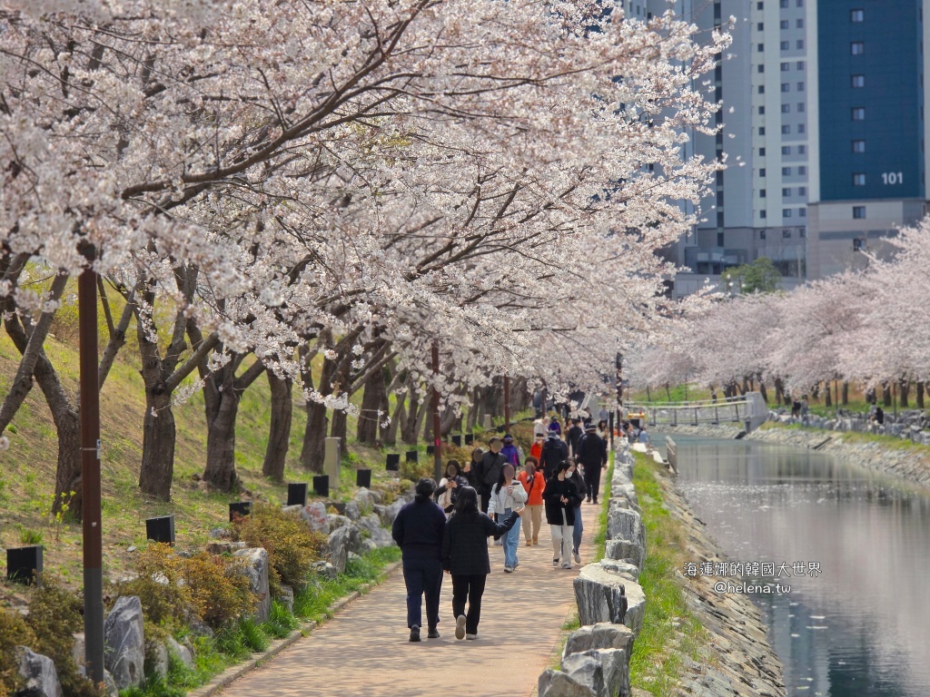 櫻花,釜山,釜山旅行,釜山旅遊,釜山櫻花,釜山自由行,釜山賞櫻,釜山賞櫻住宿,釜山賞櫻攻略,釜山賞櫻時間,釜山賞櫻月份,釜山賞櫻秘境,釜山賞櫻花,釜山遊／宿,釜山鎮海櫻花,韓國,韓國旅行,韓國旅遊,韓國綜合,韓國自由行,韓國賞櫻花 @Helena's Blog