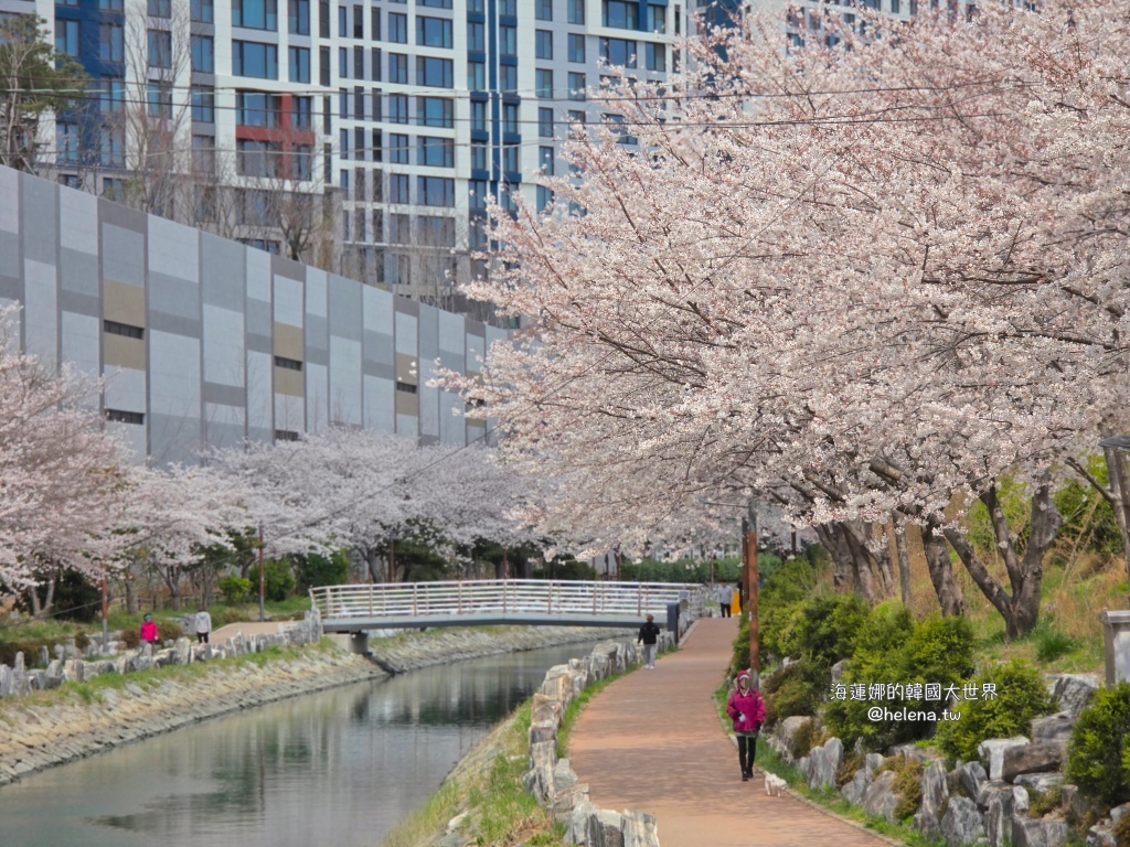 櫻花,釜山,釜山旅行,釜山旅遊,釜山櫻花,釜山自由行,釜山賞櫻,釜山賞櫻住宿,釜山賞櫻攻略,釜山賞櫻時間,釜山賞櫻月份,釜山賞櫻秘境,釜山賞櫻花,釜山遊／宿,釜山鎮海櫻花,韓國,韓國旅行,韓國旅遊,韓國綜合,韓國自由行,韓國賞櫻花 @Helena's Blog