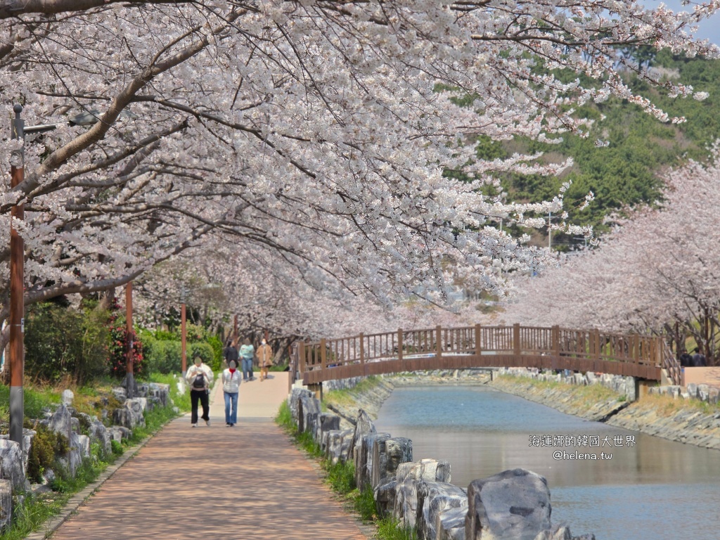 櫻花,釜山,釜山旅行,釜山旅遊,釜山櫻花,釜山自由行,釜山賞櫻,釜山賞櫻住宿,釜山賞櫻攻略,釜山賞櫻時間,釜山賞櫻月份,釜山賞櫻秘境,釜山賞櫻花,釜山遊／宿,釜山鎮海櫻花,韓國,韓國旅行,韓國旅遊,韓國綜合,韓國自由行,韓國賞櫻花 @Helena's Blog
