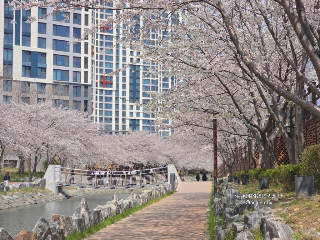 櫻花,釜山,釜山旅行,釜山旅遊,釜山櫻花,釜山自由行,釜山賞櫻,釜山賞櫻住宿,釜山賞櫻攻略,釜山賞櫻時間,釜山賞櫻月份,釜山賞櫻秘境,釜山賞櫻花,釜山遊／宿,釜山鎮海櫻花,韓國,韓國旅行,韓國旅遊,韓國綜合,韓國自由行,韓國賞櫻花 @Helena's Blog