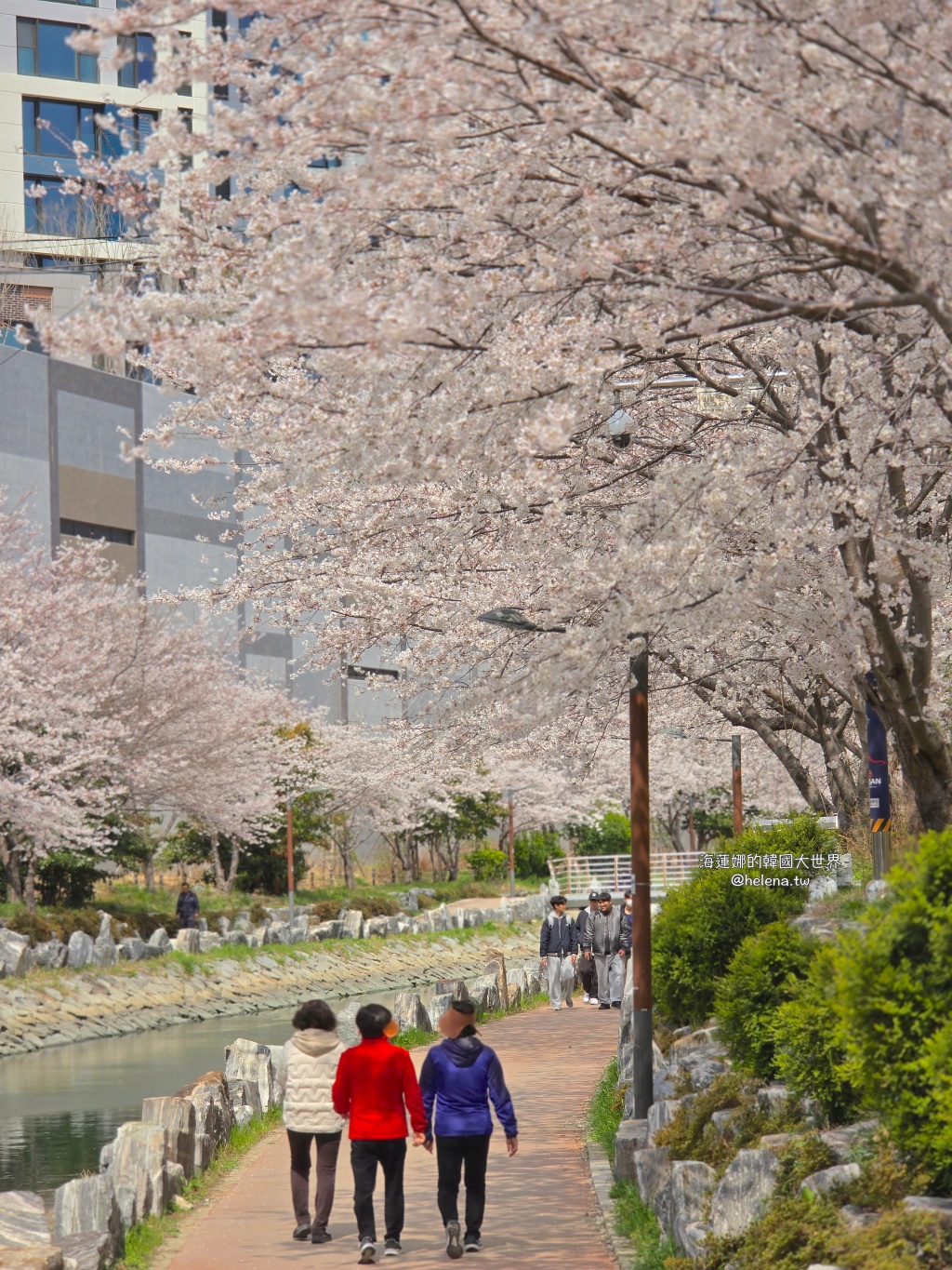 櫻花,釜山,釜山旅行,釜山旅遊,釜山櫻花,釜山自由行,釜山賞櫻,釜山賞櫻住宿,釜山賞櫻攻略,釜山賞櫻時間,釜山賞櫻月份,釜山賞櫻秘境,釜山賞櫻花,釜山遊／宿,釜山鎮海櫻花,韓國,韓國旅行,韓國旅遊,韓國綜合,韓國自由行,韓國賞櫻花 @Helena's Blog