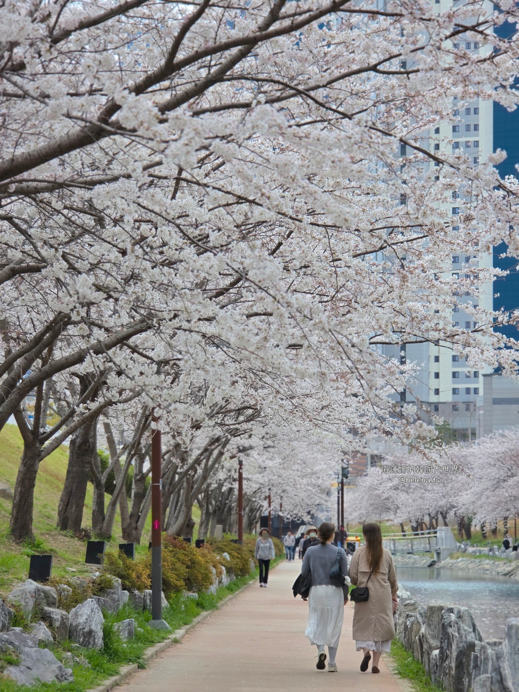 櫻花,釜山,釜山旅行,釜山旅遊,釜山櫻花,釜山自由行,釜山賞櫻,釜山賞櫻住宿,釜山賞櫻攻略,釜山賞櫻時間,釜山賞櫻月份,釜山賞櫻秘境,釜山賞櫻花,釜山遊／宿,釜山鎮海櫻花,韓國,韓國旅行,韓國旅遊,韓國綜合,韓國自由行,韓國賞櫻花 @Helena's Blog