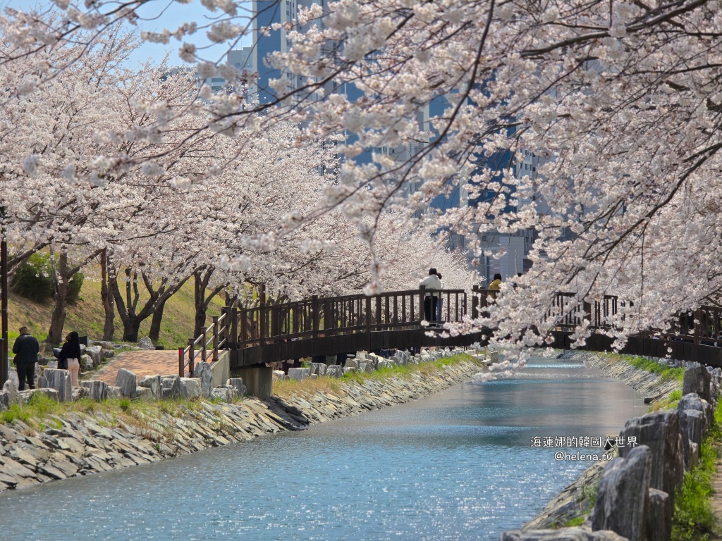 櫻花,釜山,釜山旅行,釜山旅遊,釜山櫻花,釜山自由行,釜山賞櫻,釜山賞櫻住宿,釜山賞櫻攻略,釜山賞櫻時間,釜山賞櫻月份,釜山賞櫻秘境,釜山賞櫻花,釜山遊／宿,釜山鎮海櫻花,韓國,韓國旅行,韓國旅遊,韓國綜合,韓國自由行,韓國賞櫻花 @Helena's Blog