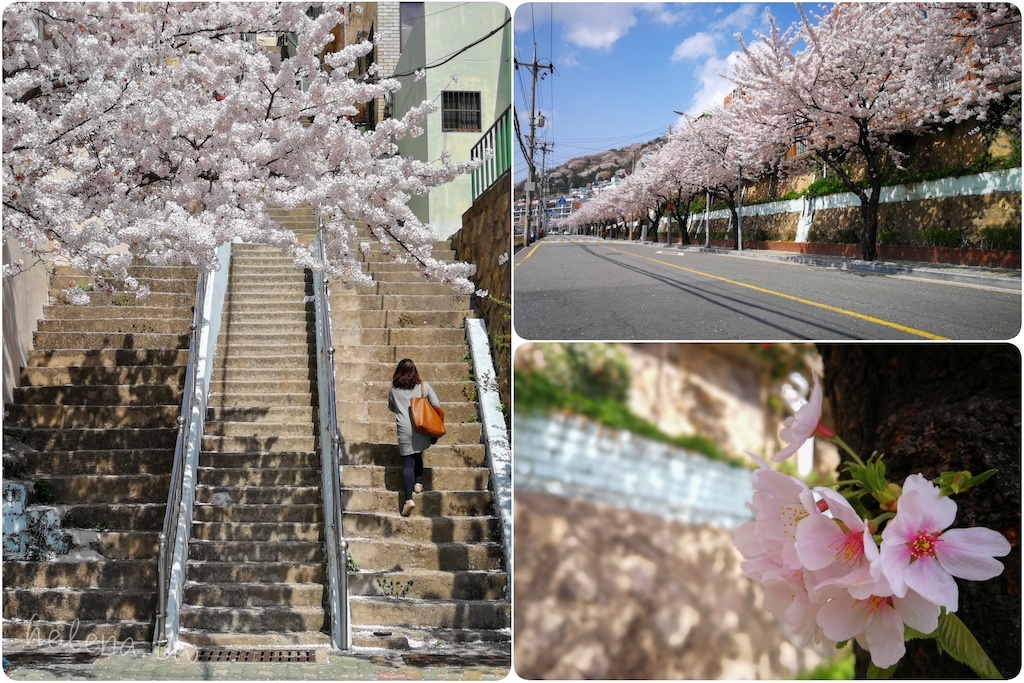 釜山賞櫻花,釜山遊/宿,韓國旅行 @Helena's Blog