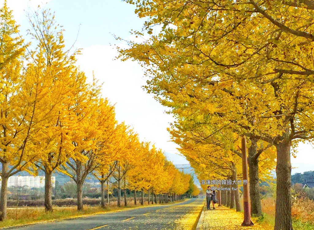 一日遊包車,慶州,慶州旅行,慶州旅遊,慶州自由行,慶州遊／宿,楓葉,機場接送,浦項,浦項旅行,浦項旅遊,浦項自由行,浦項遊／宿,賞櫻,釜山,釜山旅行,釜山旅遊,釜山自由行,釜山遊／宿,銀杏,韓國,韓國旅行,韓國旅遊,韓國自由行 @Helena's Blog