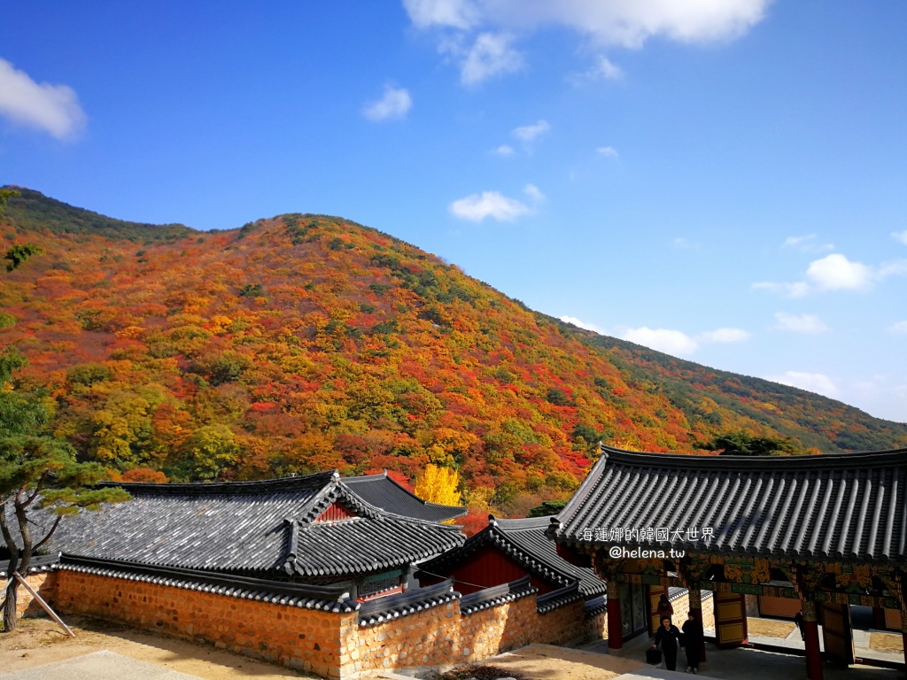 一日遊包車,慶州,慶州旅行,慶州旅遊,慶州自由行,慶州遊／宿,楓葉,機場接送,浦項,浦項旅行,浦項旅遊,浦項自由行,浦項遊／宿,賞櫻,釜山,釜山旅行,釜山旅遊,釜山自由行,釜山遊／宿,銀杏,韓國,韓國旅行,韓國旅遊,韓國自由行 @Helena's Blog