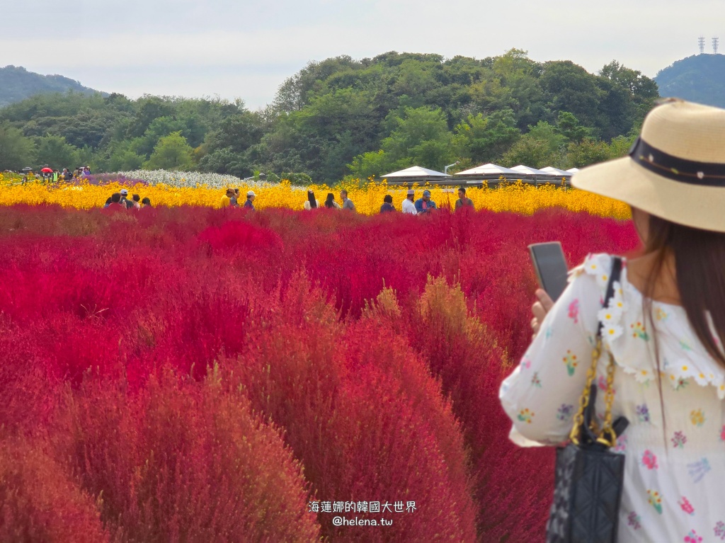 京畿道旅行,京畿道旅遊,京畿道自由行,京畿道遊／宿,季節限定,楊州遊／宿,秋季限定,韓國旅行,韓國旅遊,韓國自由行,首爾旅行,首爾旅遊,首爾自由行,首爾遊／宿,首爾順遊 @Helena's Blog