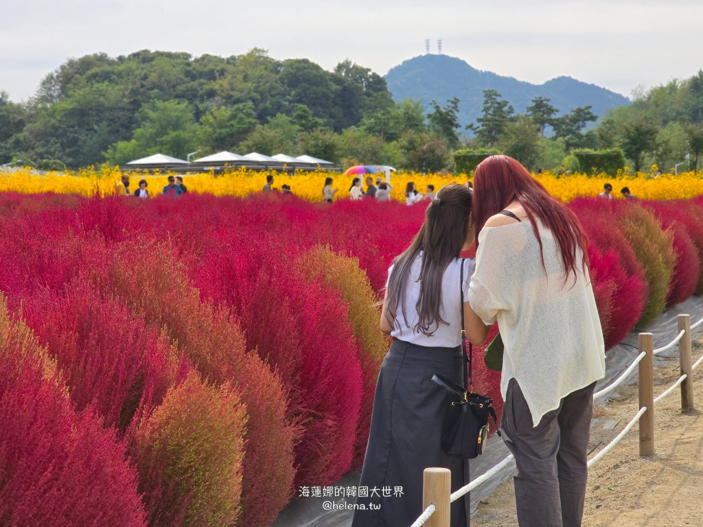 京畿道旅行,京畿道旅遊,京畿道自由行,京畿道遊／宿,季節限定,楊州遊／宿,秋季限定,韓國旅行,韓國旅遊,韓國自由行,首爾旅行,首爾旅遊,首爾自由行,首爾遊／宿,首爾順遊 @Helena's Blog