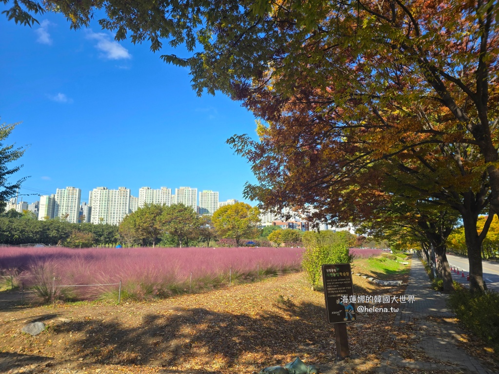 京畿道旅行,京畿道旅遊,京畿道自由行,京畿道遊／宿,季節限定,楓葉,河南遊／宿,粉紅芒草,粉黛亂子草,銀杏,韓國旅行,韓國旅遊,韓國自由行,首爾旅行,首爾旅遊,首爾自由行,首爾遊／宿,首爾順遊 @Helena's Blog