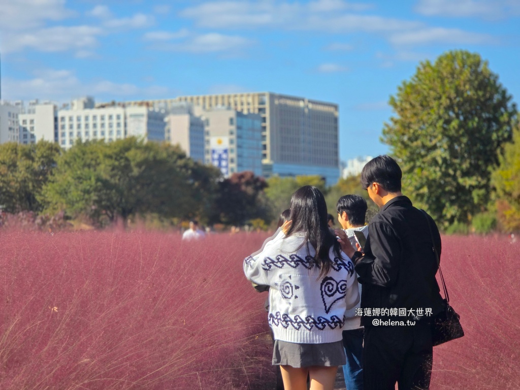 京畿道旅行,京畿道旅遊,京畿道自由行,京畿道遊／宿,季節限定,楓葉,河南遊／宿,粉紅芒草,粉黛亂子草,銀杏,韓國旅行,韓國旅遊,韓國自由行,首爾旅行,首爾旅遊,首爾自由行,首爾遊／宿,首爾順遊 @Helena's Blog