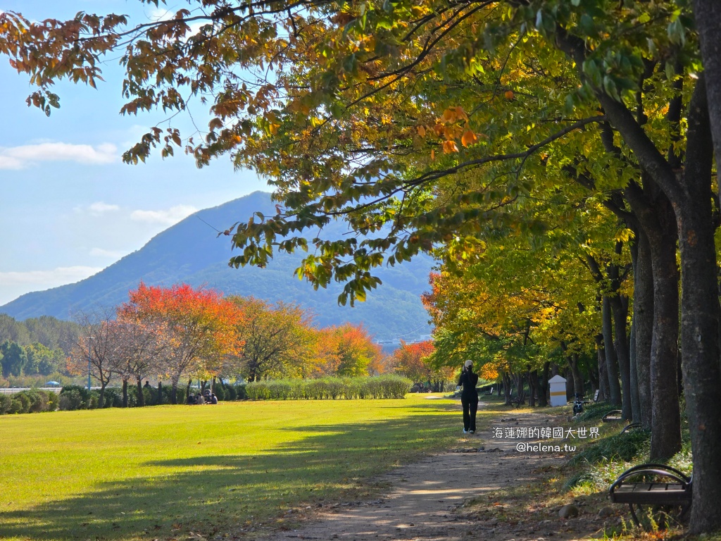 京畿道旅行,京畿道旅遊,京畿道自由行,京畿道遊／宿,季節限定,楓葉,河南遊／宿,粉紅芒草,粉黛亂子草,銀杏,韓國旅行,韓國旅遊,韓國自由行,首爾旅行,首爾旅遊,首爾自由行,首爾遊／宿,首爾順遊 @Helena's Blog