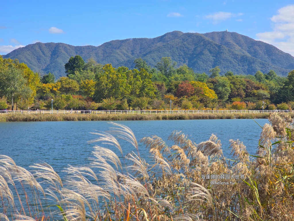 京畿道旅行,京畿道旅遊,京畿道自由行,京畿道遊／宿,季節限定,楓葉,河南遊／宿,粉紅芒草,粉黛亂子草,銀杏,韓國旅行,韓國旅遊,韓國自由行,首爾旅行,首爾旅遊,首爾自由行,首爾遊／宿,首爾順遊 @Helena's Blog