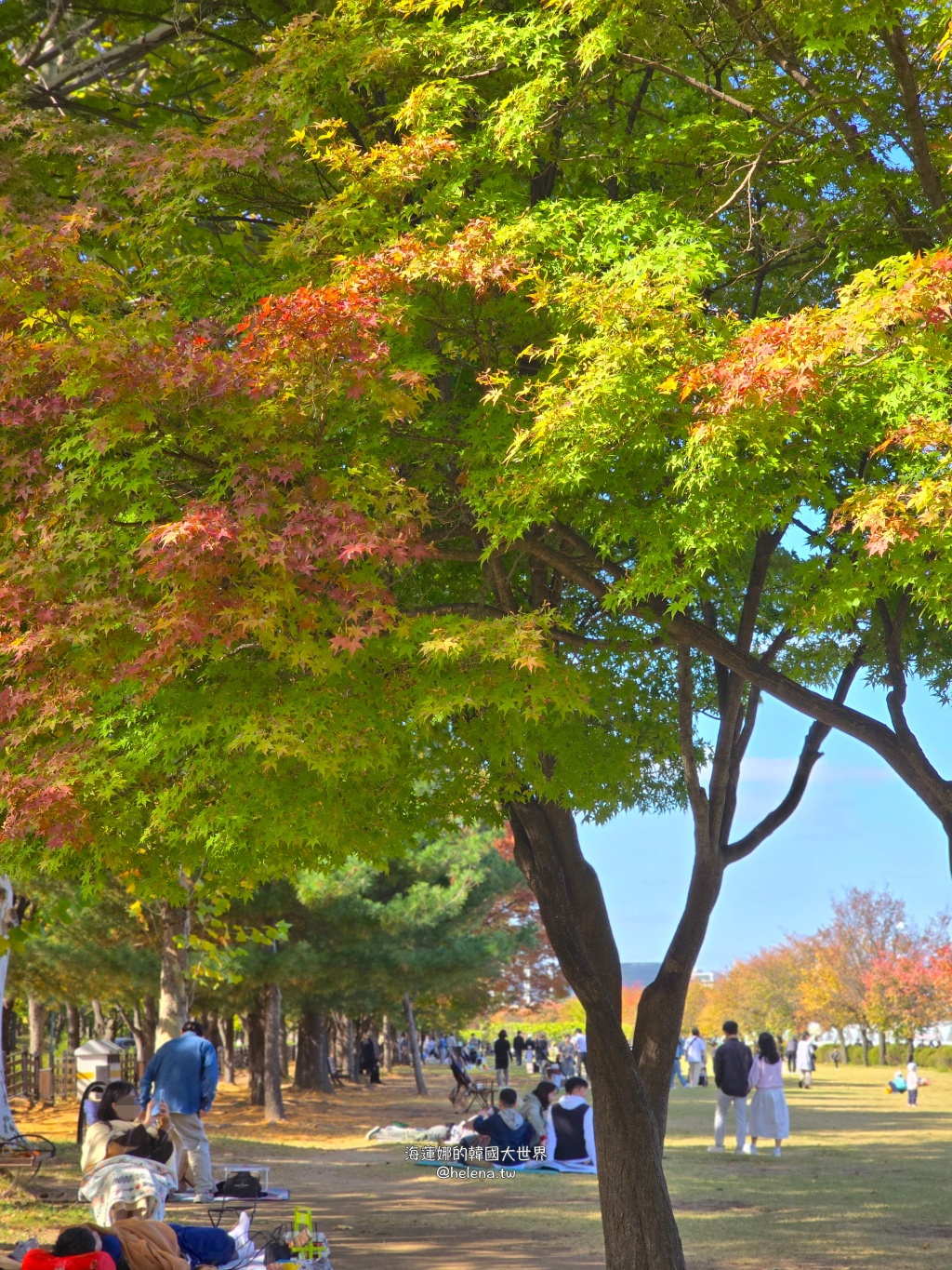 京畿道旅行,京畿道旅遊,京畿道自由行,京畿道遊／宿,季節限定,楓葉,河南遊／宿,粉紅芒草,粉黛亂子草,銀杏,韓國旅行,韓國旅遊,韓國自由行,首爾旅行,首爾旅遊,首爾自由行,首爾遊／宿,首爾順遊 @Helena's Blog