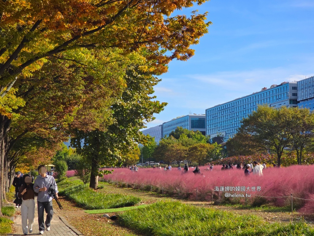 京畿道旅行,京畿道旅遊,京畿道自由行,京畿道遊／宿,季節限定,楓葉,河南遊／宿,粉紅芒草,粉黛亂子草,銀杏,韓國旅行,韓國旅遊,韓國自由行,首爾旅行,首爾旅遊,首爾自由行,首爾遊／宿,首爾順遊 @Helena's Blog