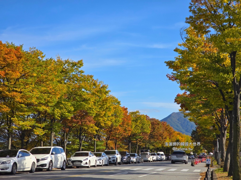 京畿道旅行,京畿道旅遊,京畿道自由行,京畿道遊／宿,季節限定,楓葉,河南遊／宿,粉紅芒草,粉黛亂子草,銀杏,韓國旅行,韓國旅遊,韓國自由行,首爾旅行,首爾旅遊,首爾自由行,首爾遊／宿,首爾順遊 @Helena's Blog