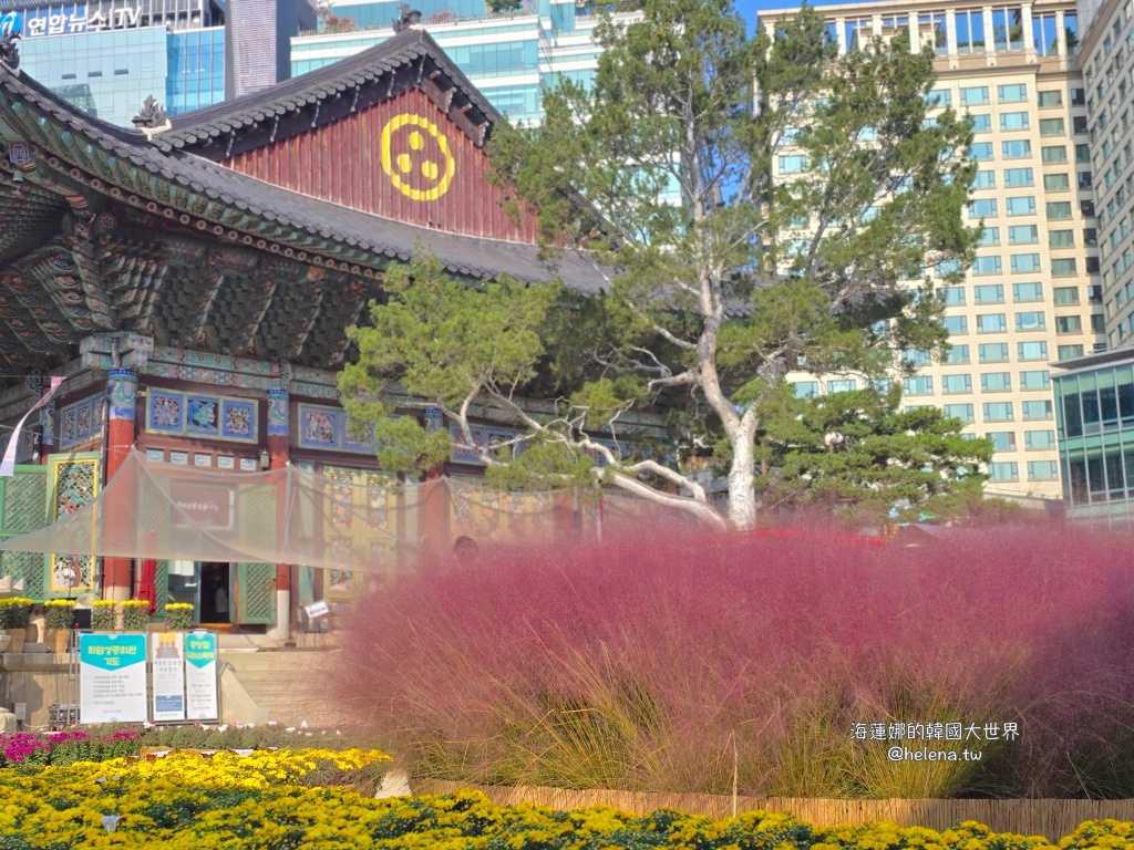 季節限定,波斯菊,秋季限定,粉黛亂子草,韓國旅行,韓國旅遊,韓國自由行,首爾旅行,首爾旅遊,首爾自由行,首爾遊／宿 @Helena's Blog