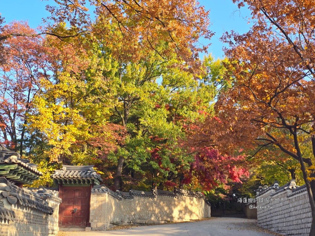 後院,昌德宮,楓葉,秘苑,銀杏,韓國旅行,韓國旅遊,韓國自由行,首爾旅行,首爾旅遊,首爾自由行,首爾遊／宿 @Helena's Blog