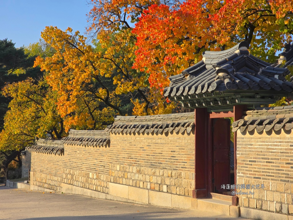 後院,昌德宮,楓葉,秘苑,銀杏,韓國旅行,韓國旅遊,韓國自由行,首爾旅行,首爾旅遊,首爾自由行,首爾遊／宿 @Helena's Blog