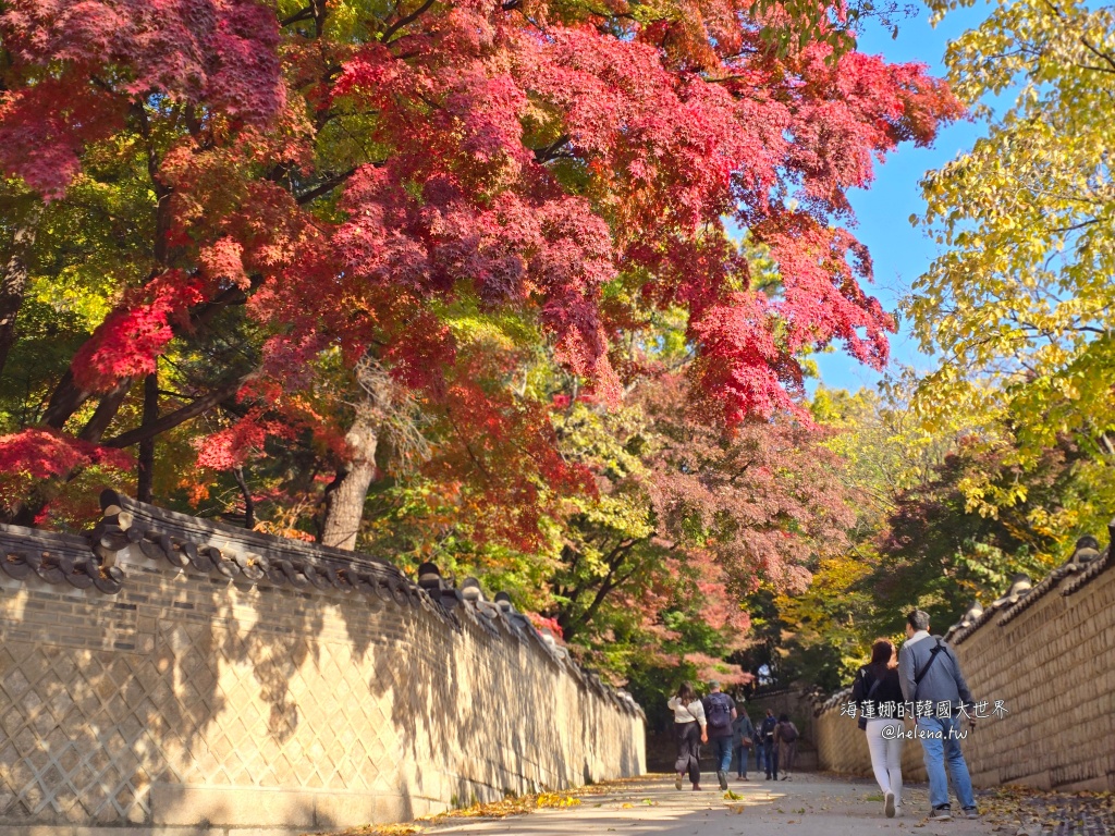 後院,昌德宮,楓葉,秘苑,銀杏,韓國旅行,韓國旅遊,韓國自由行,首爾旅行,首爾旅遊,首爾自由行,首爾遊／宿 @Helena's Blog