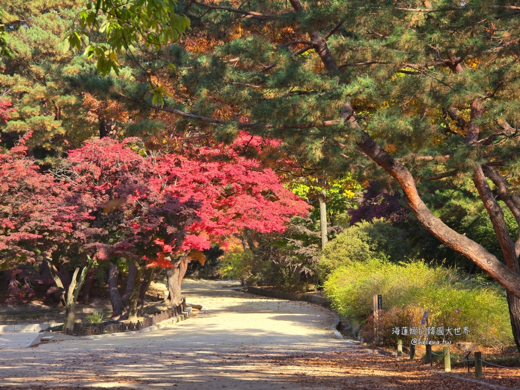 後院,昌德宮,楓葉,秘苑,銀杏,韓國旅行,韓國旅遊,韓國自由行,首爾旅行,首爾旅遊,首爾自由行,首爾遊／宿 @Helena's Blog