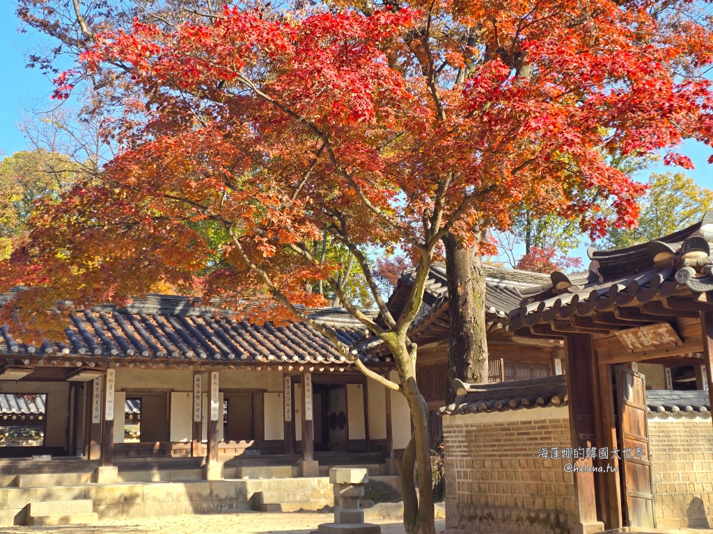 後院,昌德宮,楓葉,秘苑,銀杏,韓國旅行,韓國旅遊,韓國自由行,首爾旅行,首爾旅遊,首爾自由行,首爾遊／宿 @Helena's Blog