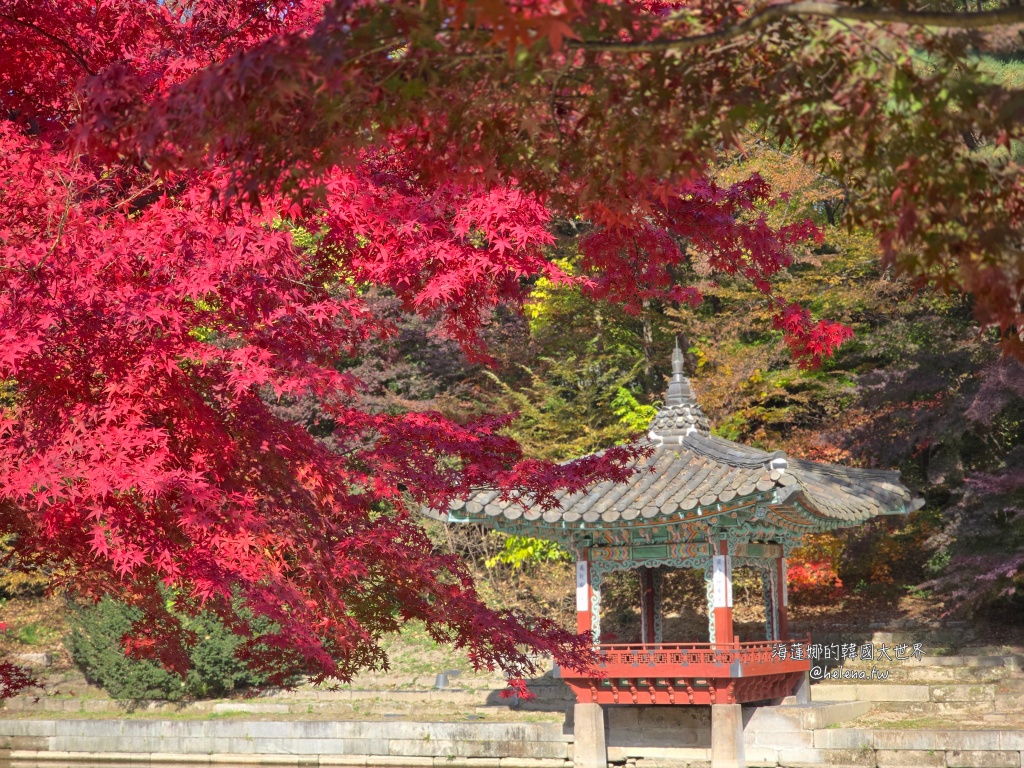 後院,昌德宮,楓葉,秘苑,銀杏,韓國旅行,韓國旅遊,韓國自由行,首爾旅行,首爾旅遊,首爾自由行,首爾遊／宿 @Helena's Blog