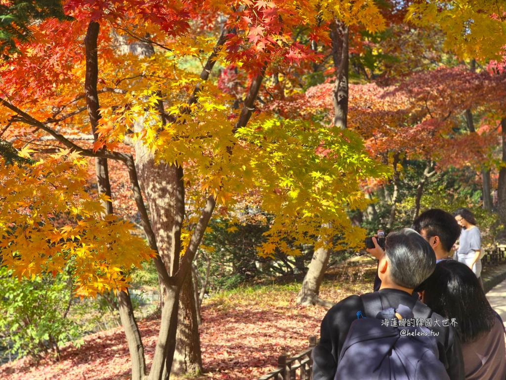 後院,昌德宮,楓葉,秘苑,銀杏,韓國旅行,韓國旅遊,韓國自由行,首爾旅行,首爾旅遊,首爾自由行,首爾遊／宿 @Helena's Blog