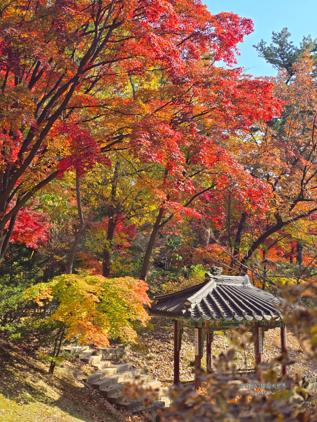 後院,昌德宮,楓葉,秘苑,銀杏,韓國旅行,韓國旅遊,韓國自由行,首爾旅行,首爾旅遊,首爾自由行,首爾遊／宿 @Helena's Blog