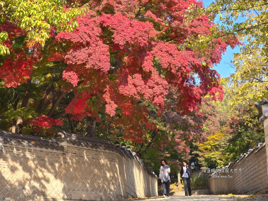 後院,昌德宮,楓葉,秘苑,銀杏,韓國旅行,韓國旅遊,韓國自由行,首爾旅行,首爾旅遊,首爾自由行,首爾遊／宿 @Helena's Blog