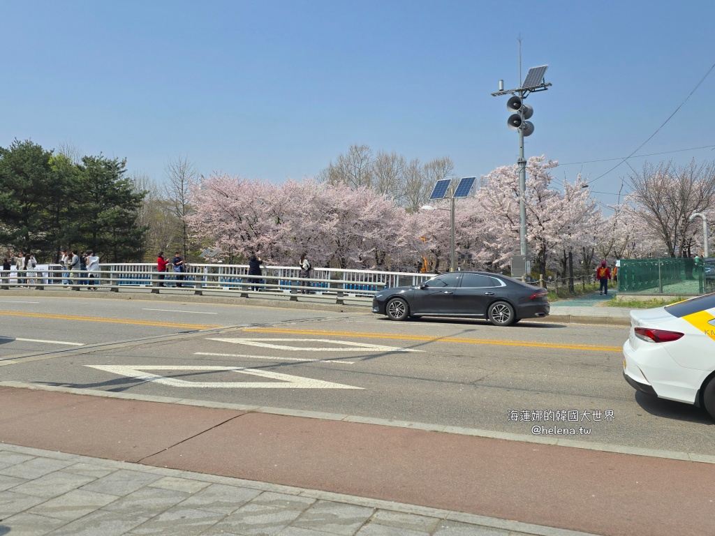 如意川,櫻花,良材市民之森,良材市民公園,韓國,韓國旅行,韓國旅遊,韓國櫻花,韓國綜合,韓國自由行,韓國賞櫻,韓國賞櫻花,首爾,首爾旅行,首爾旅遊,首爾櫻花,首爾自由行,首爾賞櫻,首爾賞櫻攻略,首爾賞櫻時間,首爾賞櫻月份,首爾賞櫻秘境,首爾賞櫻花,首爾遊／宿 @Helena's Blog