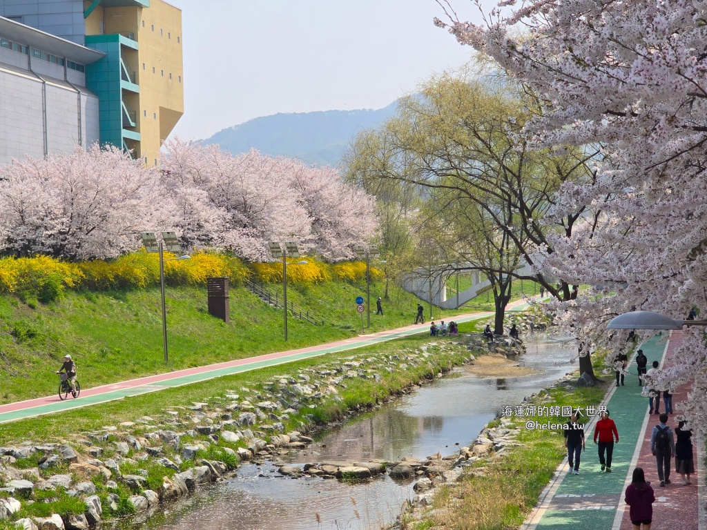 如意川,櫻花,良材市民之森,良材市民公園,韓國,韓國旅行,韓國旅遊,韓國櫻花,韓國綜合,韓國自由行,韓國賞櫻,韓國賞櫻花,首爾,首爾旅行,首爾旅遊,首爾櫻花,首爾自由行,首爾賞櫻,首爾賞櫻攻略,首爾賞櫻時間,首爾賞櫻月份,首爾賞櫻秘境,首爾賞櫻花,首爾遊／宿 @Helena's Blog