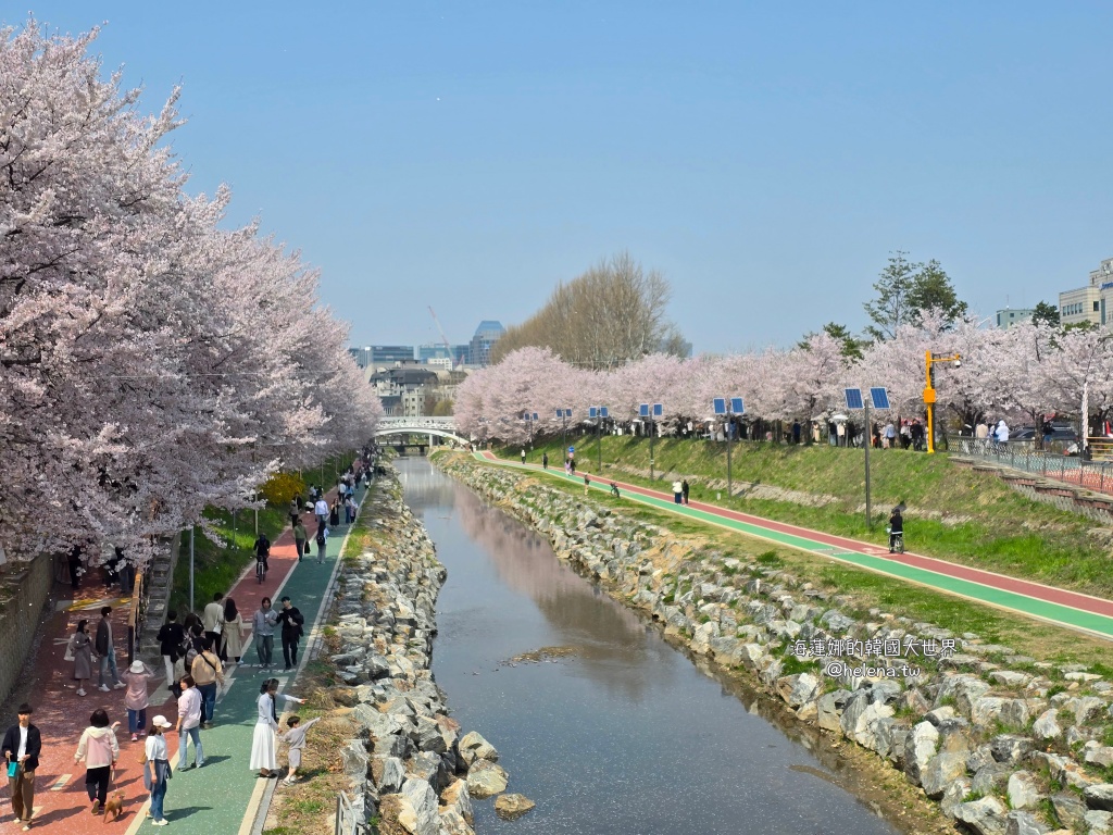 如意川,櫻花,良材市民之森,良材市民公園,韓國,韓國旅行,韓國旅遊,韓國櫻花,韓國綜合,韓國自由行,韓國賞櫻,韓國賞櫻花,首爾,首爾旅行,首爾旅遊,首爾櫻花,首爾自由行,首爾賞櫻,首爾賞櫻攻略,首爾賞櫻時間,首爾賞櫻月份,首爾賞櫻秘境,首爾賞櫻花,首爾遊／宿 @Helena's Blog