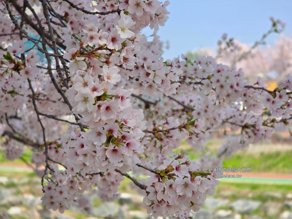 如意川,櫻花,良材市民之森,良材市民公園,韓國,韓國旅行,韓國旅遊,韓國櫻花,韓國綜合,韓國自由行,韓國賞櫻,韓國賞櫻花,首爾,首爾旅行,首爾旅遊,首爾櫻花,首爾自由行,首爾賞櫻,首爾賞櫻攻略,首爾賞櫻時間,首爾賞櫻月份,首爾賞櫻秘境,首爾賞櫻花,首爾遊／宿 @Helena's Blog