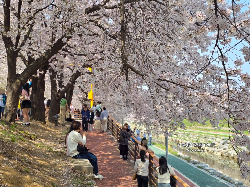 如意川,櫻花,良材市民之森,良材市民公園,韓國,韓國旅行,韓國旅遊,韓國櫻花,韓國綜合,韓國自由行,韓國賞櫻,韓國賞櫻花,首爾,首爾旅行,首爾旅遊,首爾櫻花,首爾自由行,首爾賞櫻,首爾賞櫻攻略,首爾賞櫻時間,首爾賞櫻月份,首爾賞櫻秘境,首爾賞櫻花,首爾遊／宿 @Helena's Blog