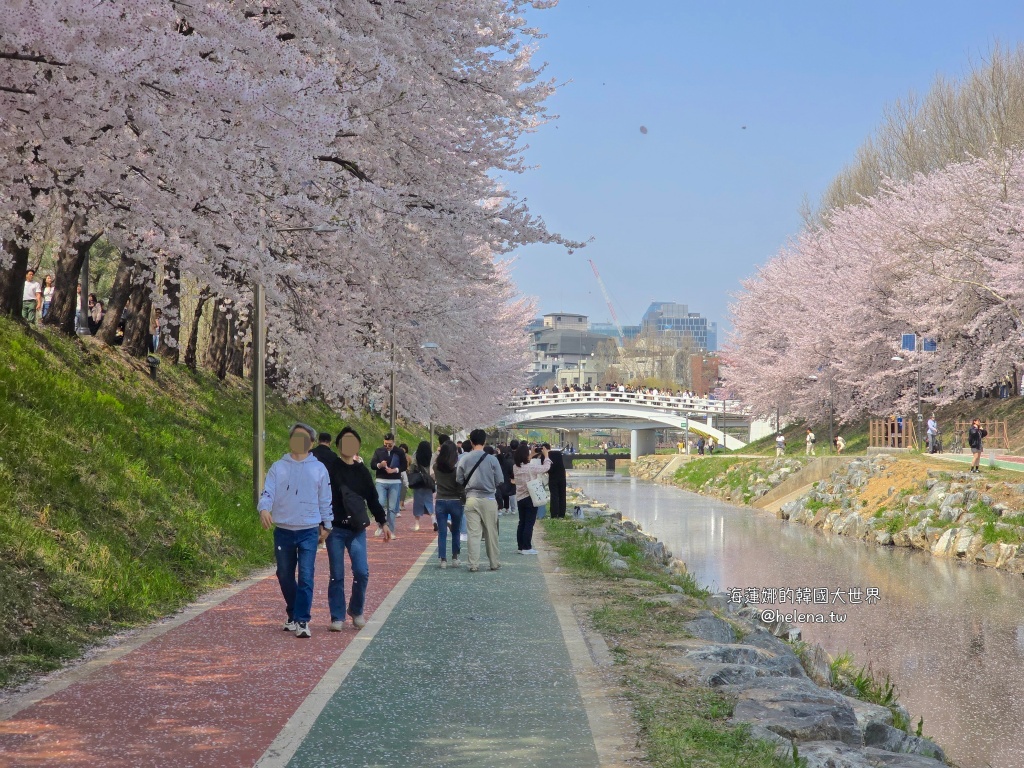 如意川,櫻花,良材市民之森,良材市民公園,韓國,韓國旅行,韓國旅遊,韓國櫻花,韓國綜合,韓國自由行,韓國賞櫻,韓國賞櫻花,首爾,首爾旅行,首爾旅遊,首爾櫻花,首爾自由行,首爾賞櫻,首爾賞櫻攻略,首爾賞櫻時間,首爾賞櫻月份,首爾賞櫻秘境,首爾賞櫻花,首爾遊／宿 @Helena's Blog