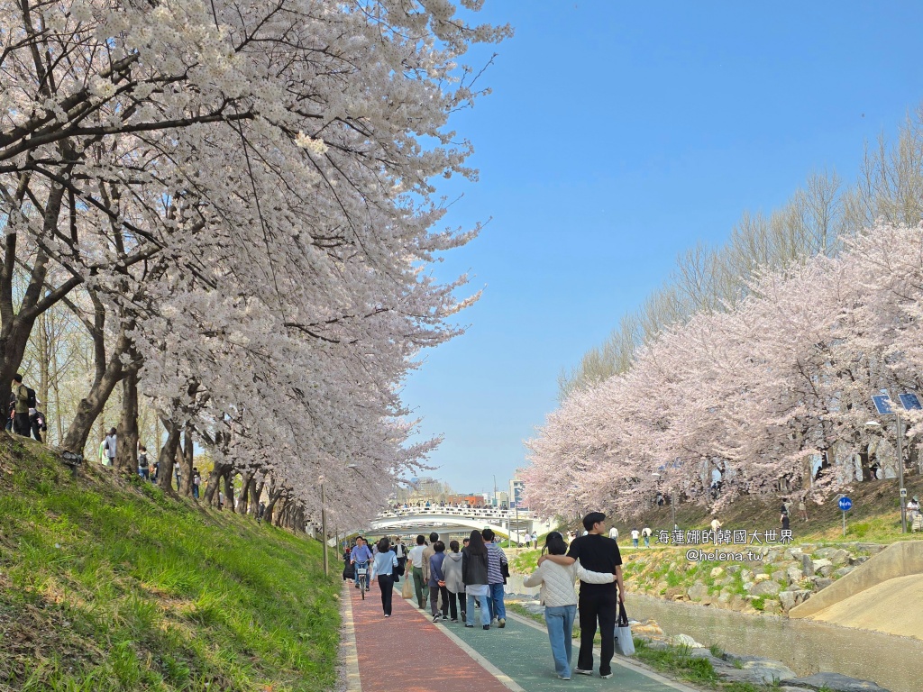 如意川,櫻花,良材市民之森,良材市民公園,韓國,韓國旅行,韓國旅遊,韓國櫻花,韓國綜合,韓國自由行,韓國賞櫻,韓國賞櫻花,首爾,首爾旅行,首爾旅遊,首爾櫻花,首爾自由行,首爾賞櫻,首爾賞櫻攻略,首爾賞櫻時間,首爾賞櫻月份,首爾賞櫻秘境,首爾賞櫻花,首爾遊／宿 @Helena's Blog