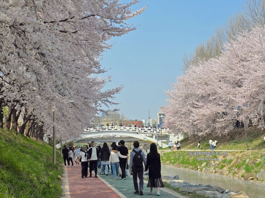 如意川,櫻花,良材市民之森,良材市民公園,韓國,韓國旅行,韓國旅遊,韓國櫻花,韓國綜合,韓國自由行,韓國賞櫻,韓國賞櫻花,首爾,首爾旅行,首爾旅遊,首爾櫻花,首爾自由行,首爾賞櫻,首爾賞櫻攻略,首爾賞櫻時間,首爾賞櫻月份,首爾賞櫻秘境,首爾賞櫻花,首爾遊／宿 @Helena's Blog