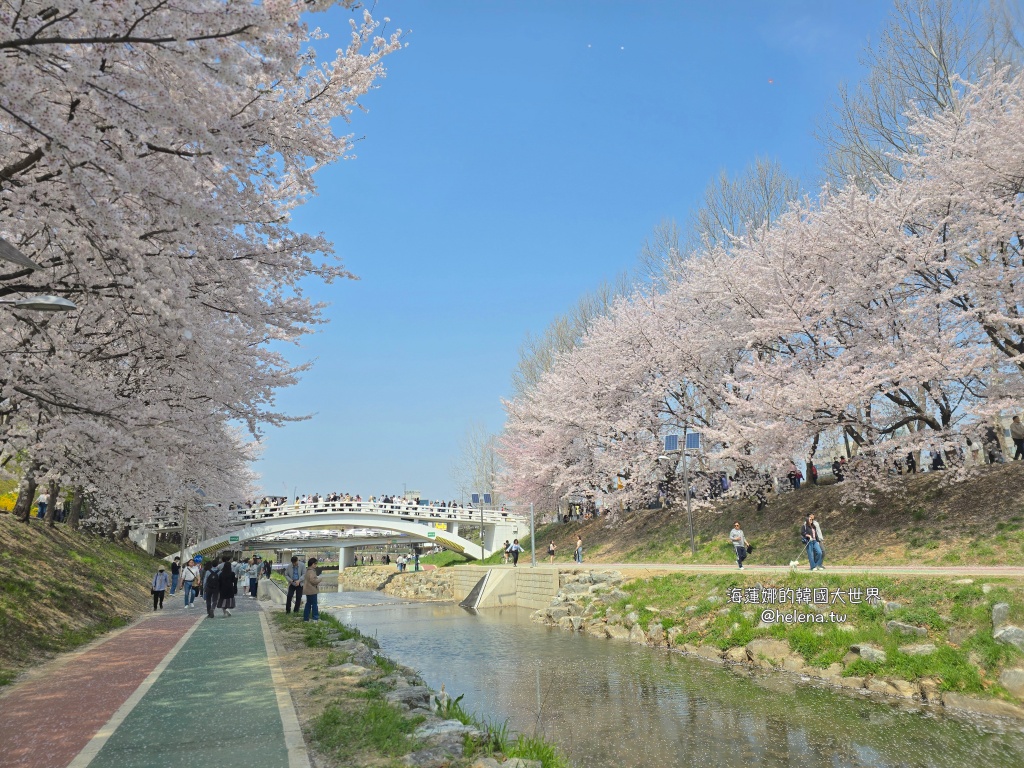 如意川,櫻花,良材市民之森,良材市民公園,韓國,韓國旅行,韓國旅遊,韓國櫻花,韓國綜合,韓國自由行,韓國賞櫻,韓國賞櫻花,首爾,首爾旅行,首爾旅遊,首爾櫻花,首爾自由行,首爾賞櫻,首爾賞櫻攻略,首爾賞櫻時間,首爾賞櫻月份,首爾賞櫻秘境,首爾賞櫻花,首爾遊／宿 @Helena's Blog