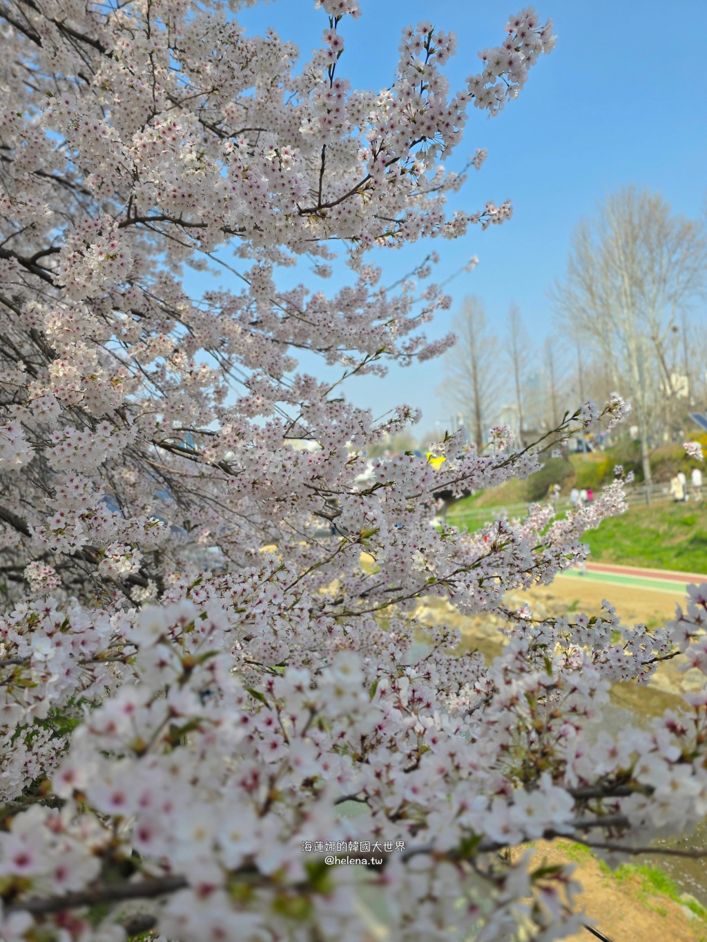 如意川,櫻花,良材市民之森,良材市民公園,韓國,韓國旅行,韓國旅遊,韓國櫻花,韓國綜合,韓國自由行,韓國賞櫻,韓國賞櫻花,首爾,首爾旅行,首爾旅遊,首爾櫻花,首爾自由行,首爾賞櫻,首爾賞櫻攻略,首爾賞櫻時間,首爾賞櫻月份,首爾賞櫻秘境,首爾賞櫻花,首爾遊／宿 @Helena's Blog