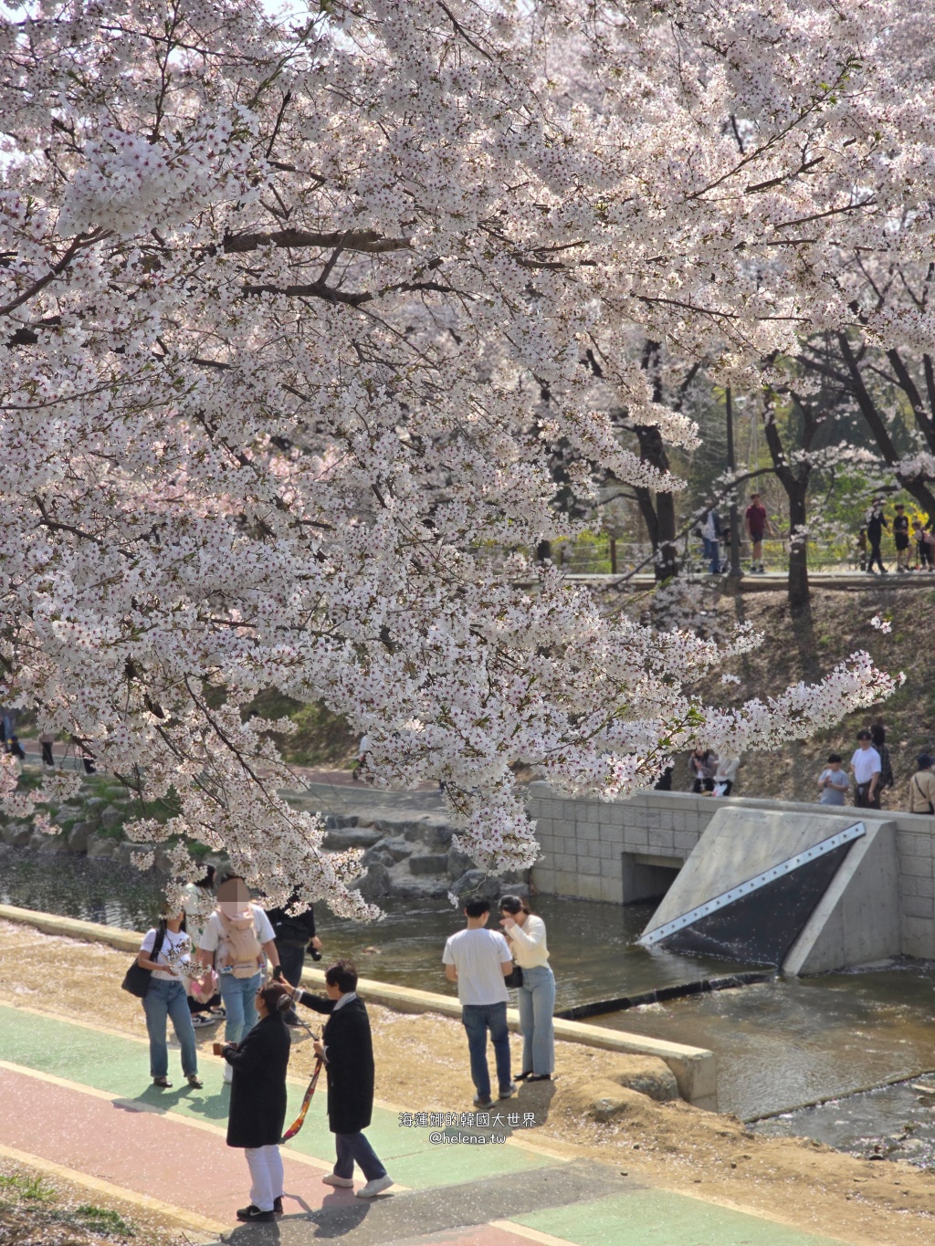 如意川,櫻花,良材市民之森,良材市民公園,韓國,韓國旅行,韓國旅遊,韓國櫻花,韓國綜合,韓國自由行,韓國賞櫻,韓國賞櫻花,首爾,首爾旅行,首爾旅遊,首爾櫻花,首爾自由行,首爾賞櫻,首爾賞櫻攻略,首爾賞櫻時間,首爾賞櫻月份,首爾賞櫻秘境,首爾賞櫻花,首爾遊／宿 @Helena's Blog