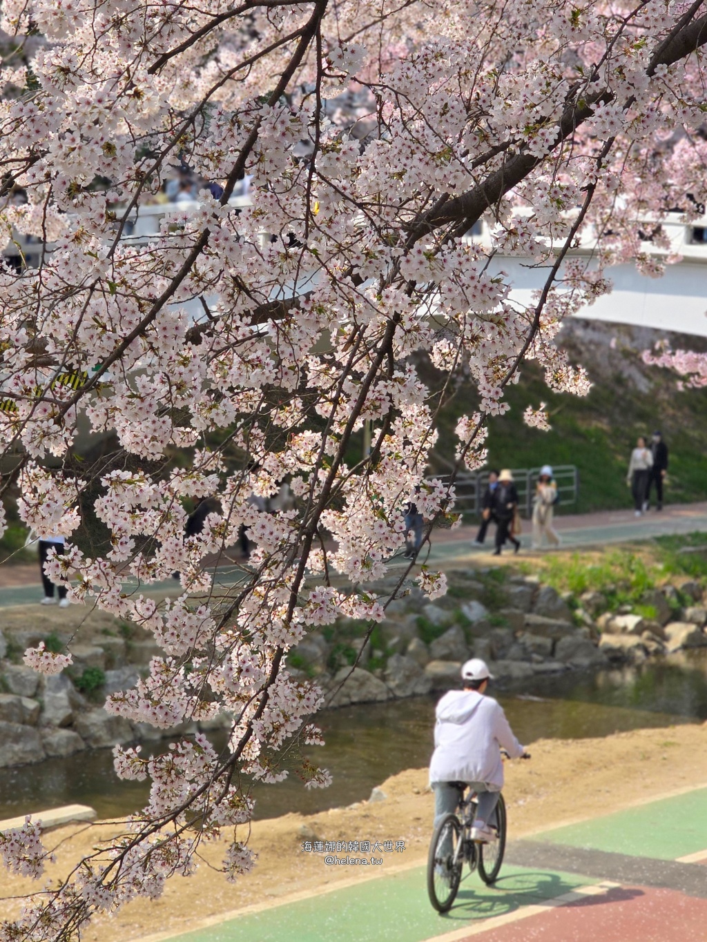 如意川,櫻花,良材市民之森,良材市民公園,韓國,韓國旅行,韓國旅遊,韓國櫻花,韓國綜合,韓國自由行,韓國賞櫻,韓國賞櫻花,首爾,首爾旅行,首爾旅遊,首爾櫻花,首爾自由行,首爾賞櫻,首爾賞櫻攻略,首爾賞櫻時間,首爾賞櫻月份,首爾賞櫻秘境,首爾賞櫻花,首爾遊／宿 @Helena's Blog