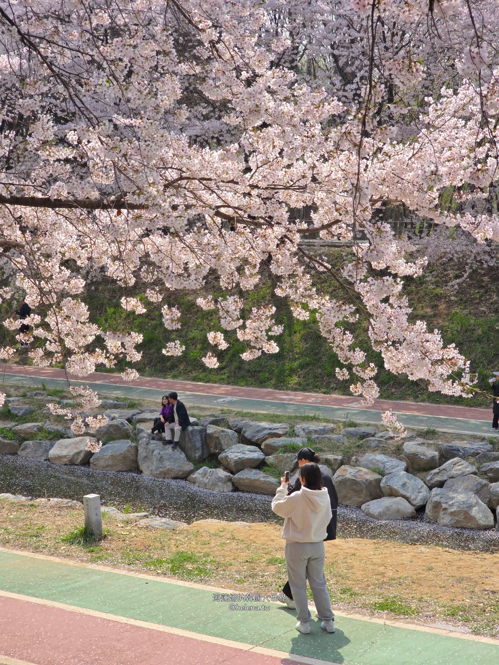 如意川,櫻花,良材市民之森,良材市民公園,韓國,韓國旅行,韓國旅遊,韓國櫻花,韓國綜合,韓國自由行,韓國賞櫻,韓國賞櫻花,首爾,首爾旅行,首爾旅遊,首爾櫻花,首爾自由行,首爾賞櫻,首爾賞櫻攻略,首爾賞櫻時間,首爾賞櫻月份,首爾賞櫻秘境,首爾賞櫻花,首爾遊／宿 @Helena's Blog