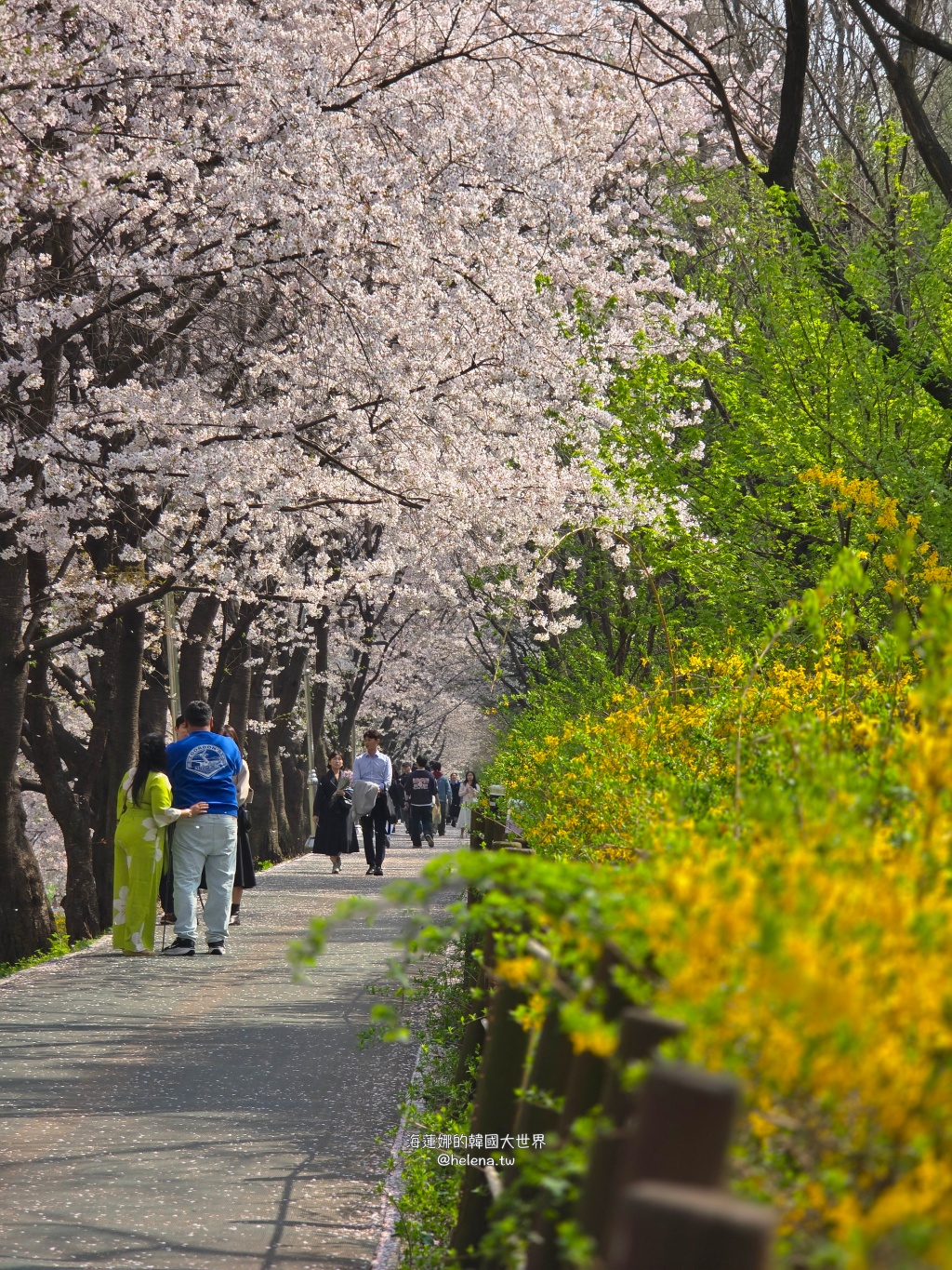 如意川,櫻花,良材市民之森,良材市民公園,韓國,韓國旅行,韓國旅遊,韓國櫻花,韓國綜合,韓國自由行,韓國賞櫻,韓國賞櫻花,首爾,首爾旅行,首爾旅遊,首爾櫻花,首爾自由行,首爾賞櫻,首爾賞櫻攻略,首爾賞櫻時間,首爾賞櫻月份,首爾賞櫻秘境,首爾賞櫻花,首爾遊／宿 @Helena's Blog