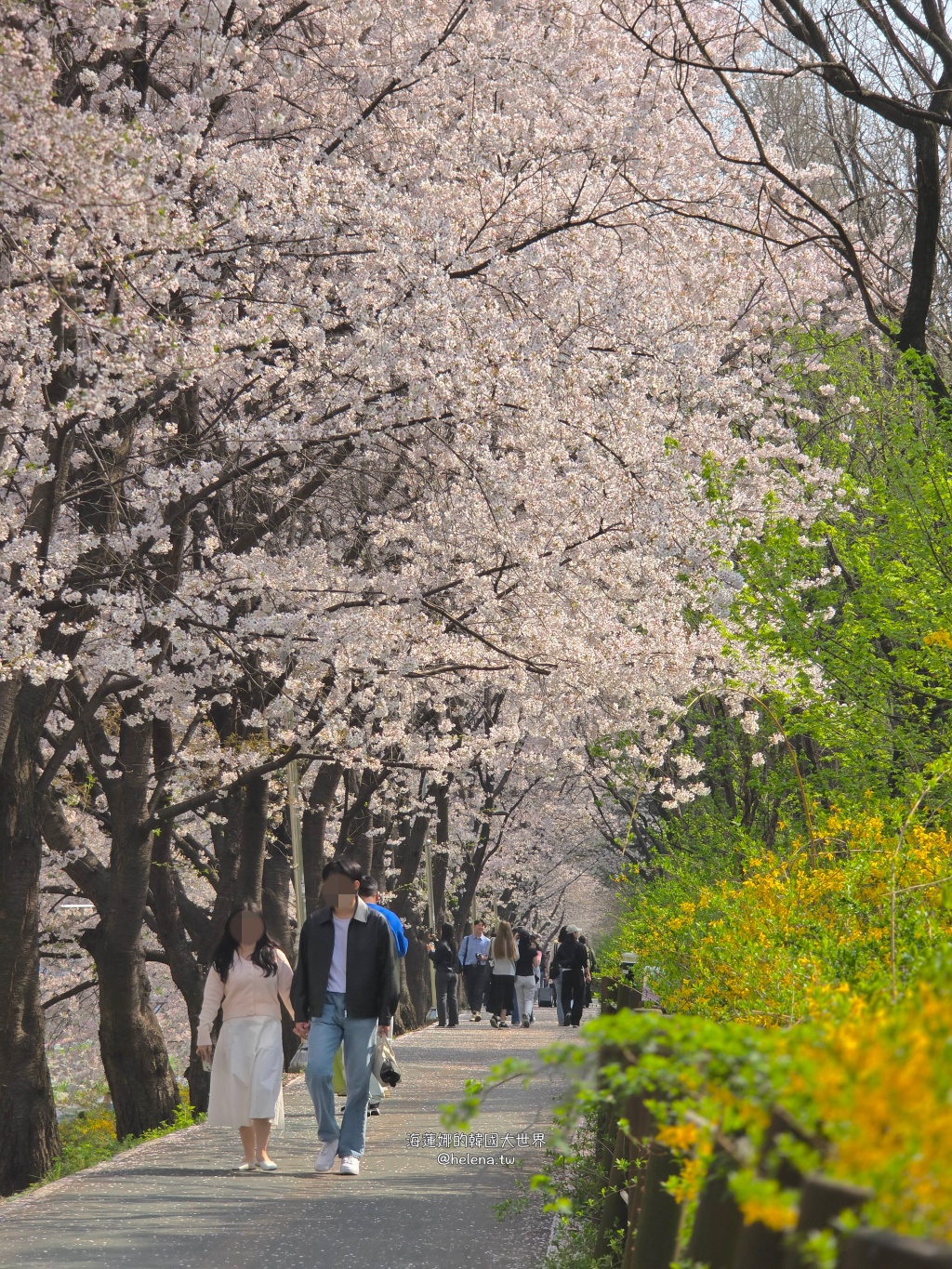 如意川,櫻花,良材市民之森,良材市民公園,韓國,韓國旅行,韓國旅遊,韓國櫻花,韓國綜合,韓國自由行,韓國賞櫻,韓國賞櫻花,首爾,首爾旅行,首爾旅遊,首爾櫻花,首爾自由行,首爾賞櫻,首爾賞櫻攻略,首爾賞櫻時間,首爾賞櫻月份,首爾賞櫻秘境,首爾賞櫻花,首爾遊／宿 @Helena's Blog